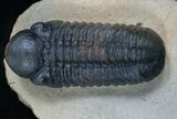 Excellent Prone Reedops Trilobite - #5363-1